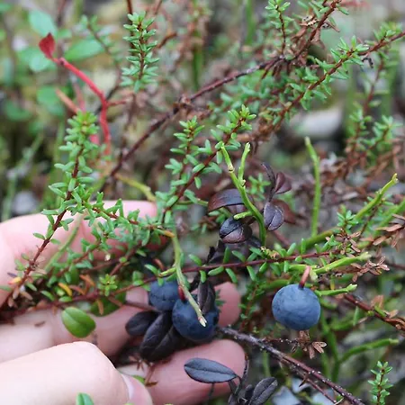 Lanca Activities 게스트하우스 이나리